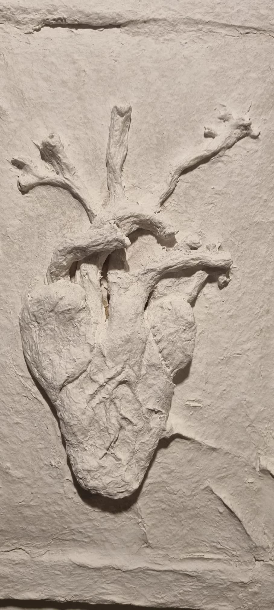 Inima anatomică